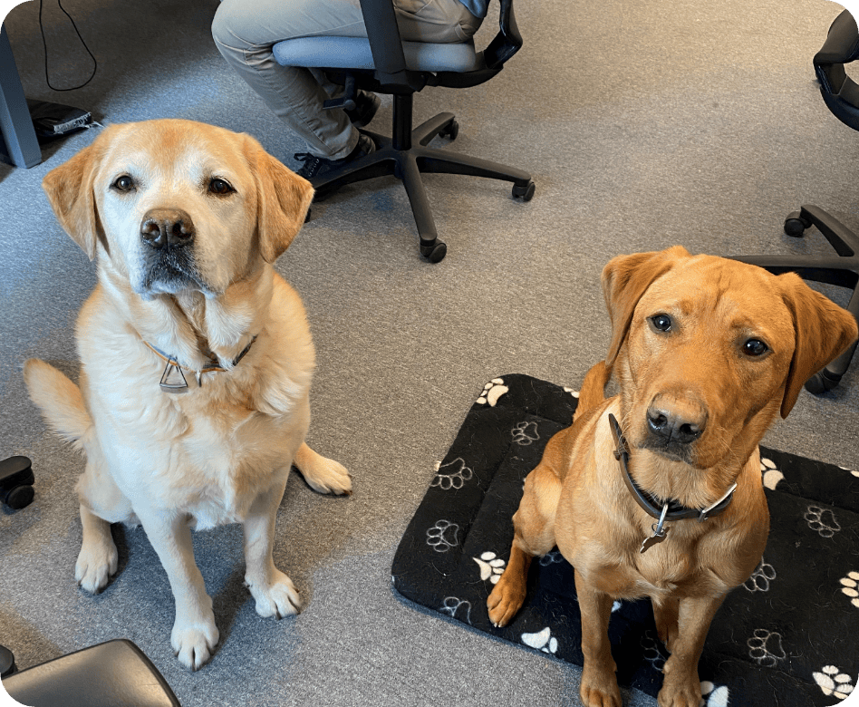 dogs in office Arthur and Zeus